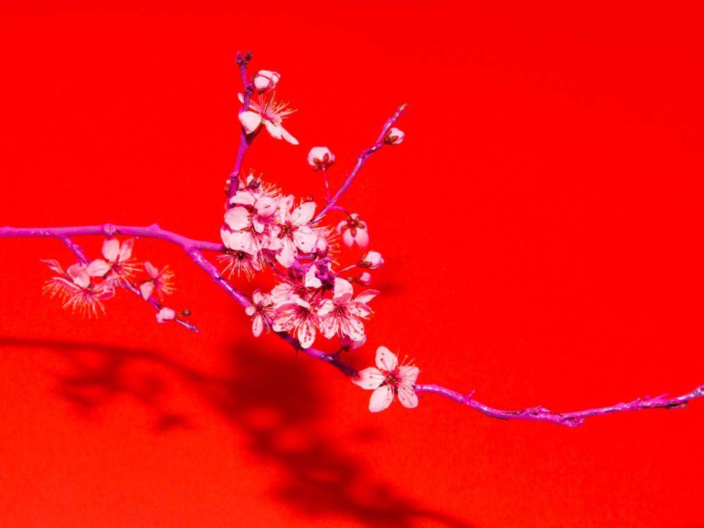 cherry_blossom_flower_arrangement
